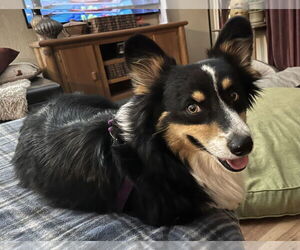 Oreo - Male Mutt Dog for Adoption - Photo #5
