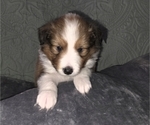 Puppy Puppy 7 Shetland Sheepdog