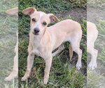 Small Photo #5 Chihuahua-Unknown Mix Puppy For Sale in San Bernardino, CA, USA