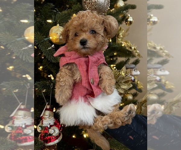 Medium Photo #4 Cavapoo Puppy For Sale in CITRUS HTS, CA, USA