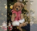 Small Photo #4 Cavapoo Puppy For Sale in CITRUS HTS, CA, USA