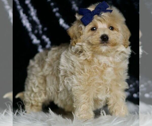 Medium Photo #44 Maltipoo (Miniature) Puppy For Sale in WARSAW, IN, USA