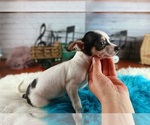 Small #3 Chihuahua