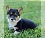 Small #1 Pembroke Welsh Corgi
