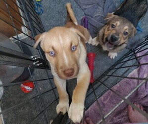 Black Mouth Cur-Siberian Husky Mix Puppy for sale in IRRIGON, OR, USA