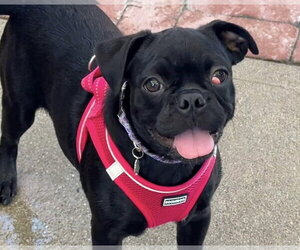 Pug-Unknown Mix Dogs for adoption in San Diego, CA, USA