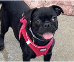 Small Pug Mix