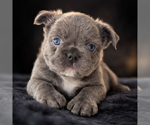Medium Photo #3 French Bulldog Puppy For Sale in PHOENIX, AZ, USA
