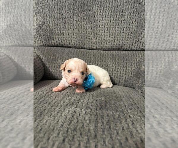 Medium Photo #1 Cavapoo (Toy) Puppy For Sale in JEFFERSONVILLE, IN, USA
