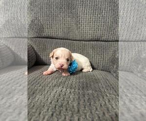 Cavapoo (Toy) Puppy for sale in JEFFERSONVILLE, IN, USA