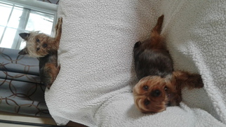 Mother of the Yorkshire Terrier puppies born on 05/28/2018
