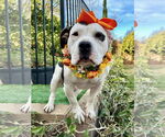 Small #6 American Staffordshire Terrier Mix