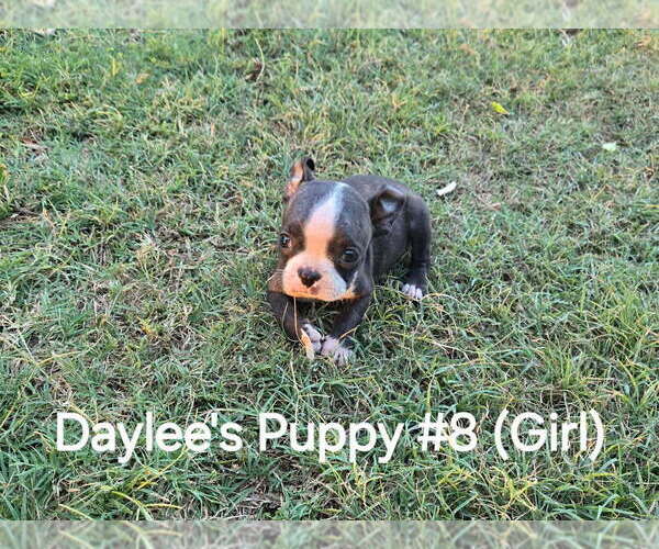 Medium Photo #9 Boston Terrier Puppy For Sale in CALDWELL, TX, USA