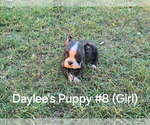 Small #8 Boston Terrier