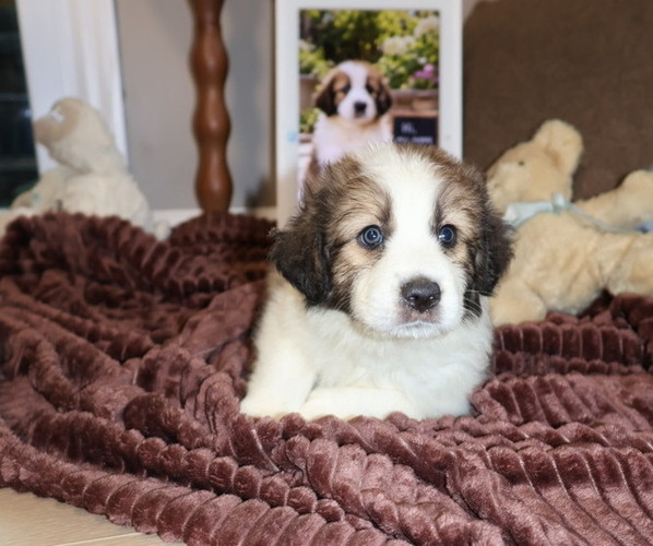 Medium Photo #92 Aussie Pyrenees Puppy For Sale in LEXINGTON, SC, USA