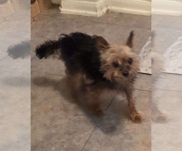 Medium Photo #2 Mutt Puppy For Sale in Spring, TX, USA