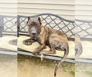 Presa Canario Puppy for Sale in LEVITTOWN, Pennsylvania USA
