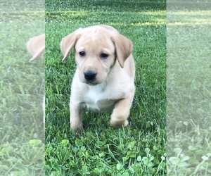 Labrador Retriever Puppy for sale in UPPERCO, MD, USA