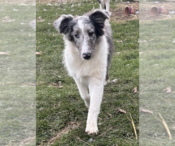 Medium Photo #2 Shetland Sheepdog Puppy For Sale in KEWAUNEE, WI, USA
