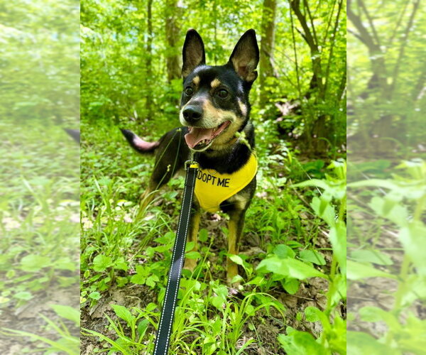 Medium Photo #2 Mutt Puppy For Sale in Aurora, IN, USA
