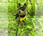 Small #1 Mutt