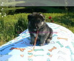 Small #10 German Shepherd Dog