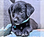 Small #3 Golden Retriever Mix
