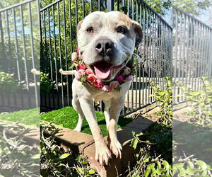 Remi - Female American Bulldog-Unknown Mix Dog for Adoption - Photo #8