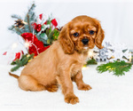 Small #3 Cavalier King Charles Spaniel