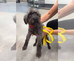 Small Photo #6 Mutt Puppy For Sale in Grafton, WI, USA