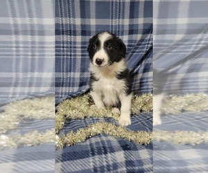 Border Collie Puppy for Sale in OWEN, Wisconsin USA