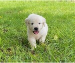 Small Photo #2 Golden Retriever Puppy For Sale in HANCEVILLE, AL, USA