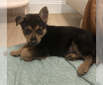 Small #6 German Shepherd Dog Mix