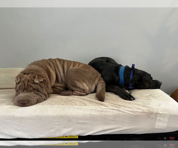 Medium Photo #2 Mutt Puppy For Sale in Dana Point, CA, USA