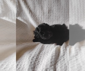 YorkiePoo Puppy for Sale in POWHATAN, Virginia USA