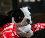 Small Photo #5 Boston Terrier Puppy For Sale in ELLENSBURG, WA, USA