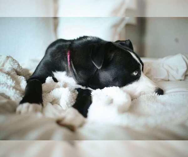 Medium Photo #2 American Staffordshire Terrier-Siberian Husky Mix Puppy For Sale in La Verne, CA, USA