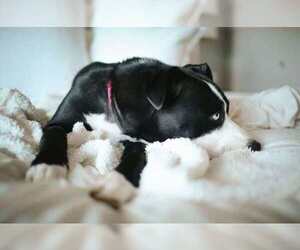 Blue - Female American Staffordshire Terrier-Siberian Husky Mix Dog for Adoption - Photo #2