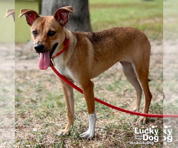 Medium Photo #2 Beagle-Black Mouth Cur Mix Puppy For Sale in Washington, DC, USA