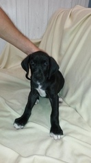 Great Dane Puppy for sale in FRANKFORD, DE, USA