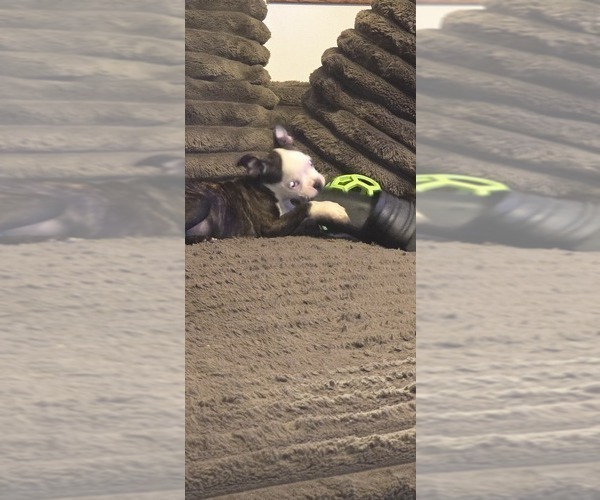 Medium Photo #8 Boston Terrier Puppy For Sale in MITCHELL, IN, USA