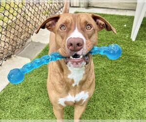 American Staffordshire Terrier-Unknown Mix Dogs for adoption in Raleigh, NC, USA