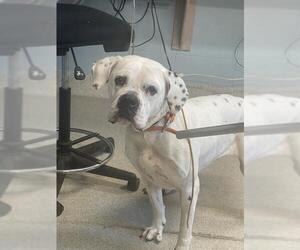 American Bulldog Dogs for adoption in Tallahassee, FL, USA
