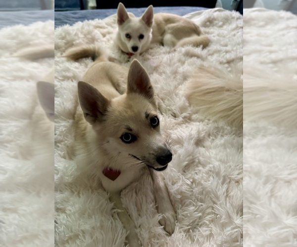 Medium Photo #156 Pomsky Puppy For Sale in LOVELAND, CO, USA