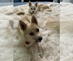 Small Photo #156 Pomsky Puppy For Sale in LOVELAND, CO, USA