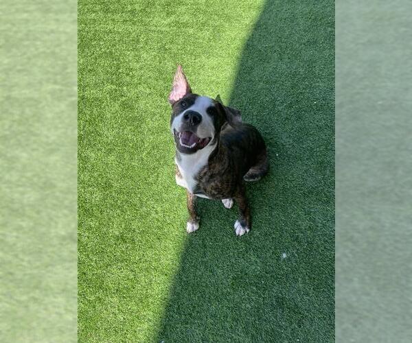 Medium Photo #1 American Staffordshire Terrier-Unknown Mix Puppy For Sale in Grand Prairie, TX, USA