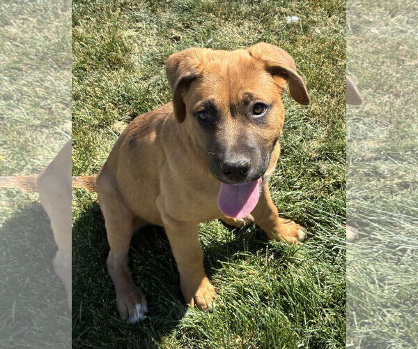 Medium Photo #4 Mutt Puppy For Sale in Hesperia, CA, USA