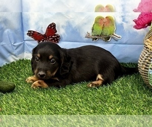 Dachshund Dog for Adoption in CASSVILLE, Missouri USA
