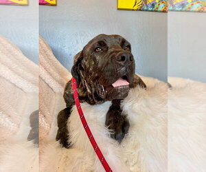 Theo - Male Mastiff Dog for Adoption - Photo #2