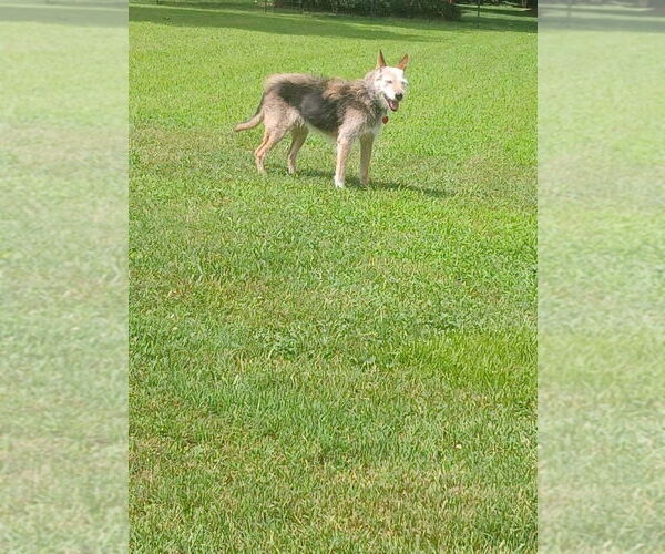 Medium Photo #3 Mutt Puppy For Sale in Thomasville, NC, USA